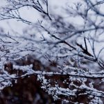 退院の日から火葬前日まで