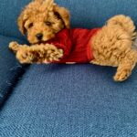 里親・養子縁組