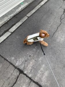 おさんぽすき?きらい?