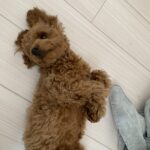 ごぶさたしています