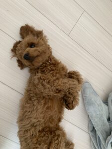 ごぶさたしています